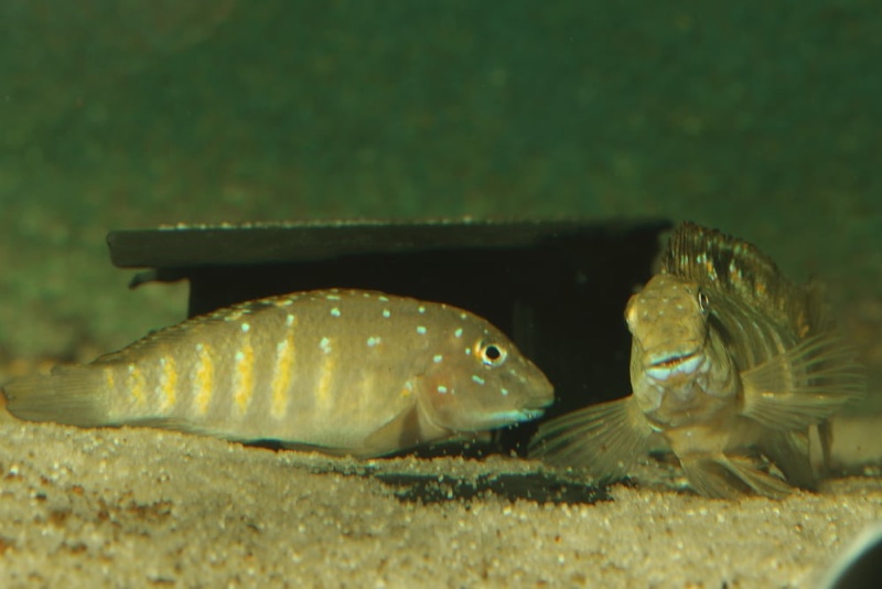 Spathodus sp. 'erythrodon kitumba' Kitumba